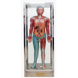 Systemic blood circulation electric model